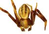 Misumena vatia